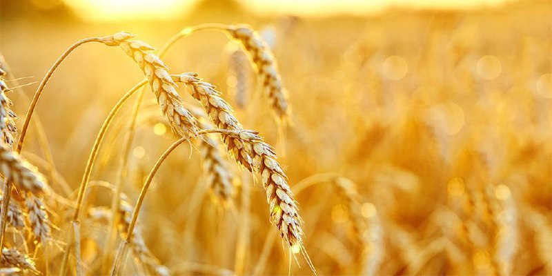 先行再三思再而行，最大最好麦穗的困境，不要追求完美或者等待某种契机而原地踏步，先做一个垃圾出来……